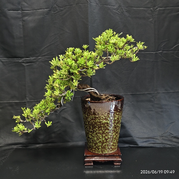 金鑽羅漢松